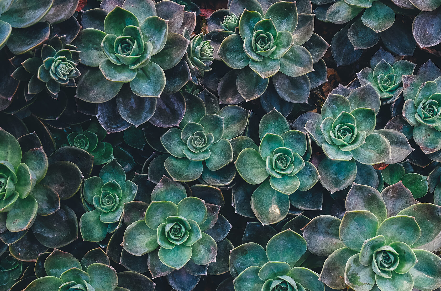 Life Finds a Way